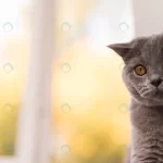 portrait grey british shorthair cat crc609886a7 size5.16mb 5552x3123 1 - title:Home - اورچین فایل - format: - sku: - keywords:وکتور,موکاپ,افکت متنی,پروژه افترافکت p_id:63922