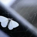 portrait white satin moth spider web captured jap crc96669101 size3.30mb 4691x2928 1 - title:Home - اورچین فایل - format: - sku: - keywords:وکتور,موکاپ,افکت متنی,پروژه افترافکت p_id:63922