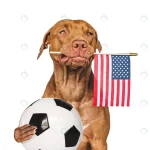 - puppy holding american flag soccer ball rnd671 frp33398096 - Home
