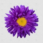purple chrysanthemum flower isolated rendering.jp crce1df3b41 size35.99mb - title:Home - اورچین فایل - format: - sku: - keywords:وکتور,موکاپ,افکت متنی,پروژه افترافکت p_id:63922