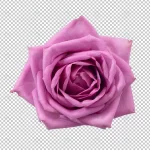 purple rose flower isolated crcd109997b size27.44mb - title:Home - اورچین فایل - format: - sku: - keywords:وکتور,موکاپ,افکت متنی,پروژه افترافکت p_id:63922