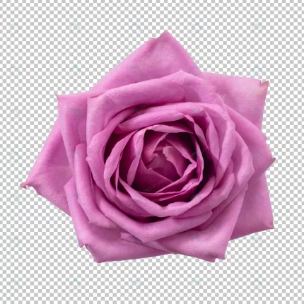 purple rose flower isolated crcd109997b size27.44mb - title:graphic home - اورچین فایل - format: - sku: - keywords: p_id:353984