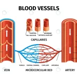 realistic blood vessels arteries veins infographi crc5ad35b51 size4.82mb - title:Home - اورچین فایل - format: - sku: - keywords:وکتور,موکاپ,افکت متنی,پروژه افترافکت p_id:63922