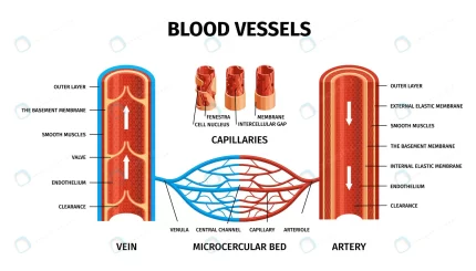 realistic blood vessels arteries veins infographi crc5ad35b51 size4.82mb - title:graphic home - اورچین فایل - format: - sku: - keywords: p_id:353984