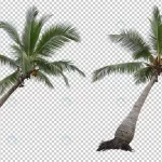realistic coconut palm tree set isolated crcab3029d5 size41.42mb - title:Home - اورچین فایل - format: - sku: - keywords:وکتور,موکاپ,افکت متنی,پروژه افترافکت p_id:63922