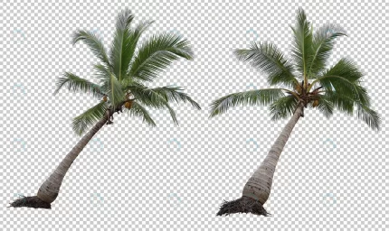 realistic coconut palm tree set isolated crcab3029d5 size41.42mb - title:graphic home - اورچین فایل - format: - sku: - keywords: p_id:353984