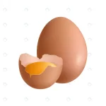 - realistic egg illustration crcfa72540f size1.22mb - Home