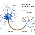 realistic neuron anatomy crc95e790ac size9.08mb - title:Home - اورچین فایل - format: - sku: - keywords:وکتور,موکاپ,افکت متنی,پروژه افترافکت p_id:63922