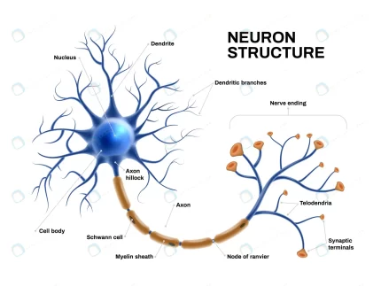 realistic neuron anatomy crc95e790ac size9.08mb - title:graphic home - اورچین فایل - format: - sku: - keywords: p_id:353984