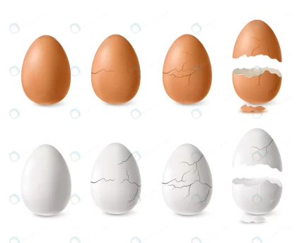 realistic white brown cracked open egg set isolat crcac4e0dcb size3.84mb - title:graphic home - اورچین فایل - format: - sku: - keywords: p_id:353984