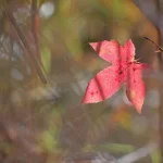 red color maple leaf during autumn south japan rnd221 frp4475879 - title:Home - اورچین فایل - format: - sku: - keywords:وکتور,موکاپ,افکت متنی,پروژه افترافکت p_id:63922