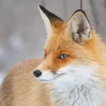 red fox vulpes vulpes winter landscape close up crc1e72b9cc size6.72mb 4327x2885 - title:Home - اورچین فایل - format: - sku: - keywords:وکتور,موکاپ,افکت متنی,پروژه افترافکت p_id:63922