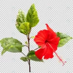 red hibiscus flower isolated crc057d4b22 size27.73mb - title:Home - اورچین فایل - format: - sku: - keywords:وکتور,موکاپ,افکت متنی,پروژه افترافکت p_id:63922