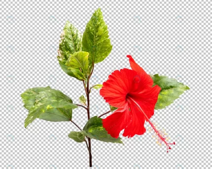 red hibiscus flower isolated crc057d4b22 size27.73mb - title:graphic home - اورچین فایل - format: - sku: - keywords: p_id:353984