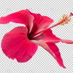 red hibiscus flower transparency background tropi crc7cb254d4 size24.65mb - title:Home - اورچین فایل - format: - sku: - keywords:وکتور,موکاپ,افکت متنی,پروژه افترافکت p_id:63922