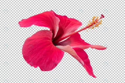 red hibiscus flower transparency background tropi crc7cb254d4 size24.65mb - title:graphic home - اورچین فایل - format: - sku: - keywords: p_id:353984