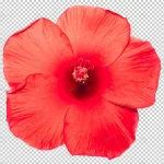 red hibiscus flower transparency background tropi crc9b854c50 size35.33mb - title:Home - اورچین فایل - format: - sku: - keywords:وکتور,موکاپ,افکت متنی,پروژه افترافکت p_id:63922