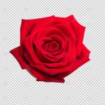 red rose flower crc036aa848 size23.83mb - title:Home - اورچین فایل - format: - sku: - keywords:وکتور,موکاپ,افکت متنی,پروژه افترافکت p_id:63922