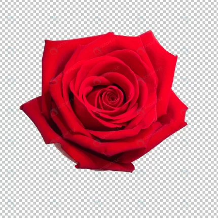 red rose flower crc036aa848 size23.83mb - title:graphic home - اورچین فایل - format: - sku: - keywords: p_id:353984