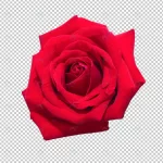red rose flowers isolated transparency floral crcf4cb11a6 size30.90mb - title:Home - اورچین فایل - format: - sku: - keywords:وکتور,موکاپ,افکت متنی,پروژه افترافکت p_id:63922