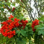 red rowan berries with leaves tree branches crcd210e6a3 size7.80mb 4032x3024 - title:Home - اورچین فایل - format: - sku: - keywords:وکتور,موکاپ,افکت متنی,پروژه افترافکت p_id:63922