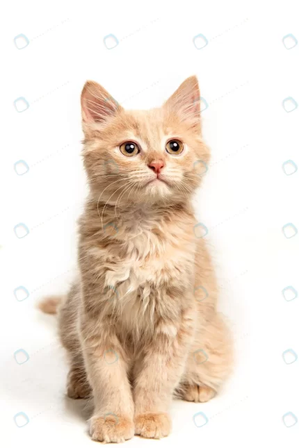 red white cat i white studio crc8ae77b11 size4.65mb 3452x5178 1 - title:graphic home - اورچین فایل - format: - sku: - keywords: p_id:353984