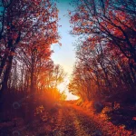 road majestic colorful forest sunset red autumn l crc8f0f6fa7 size10.58mb 3500x2333 - title:Home - اورچین فایل - format: - sku: - keywords:وکتور,موکاپ,افکت متنی,پروژه افترافکت p_id:63922