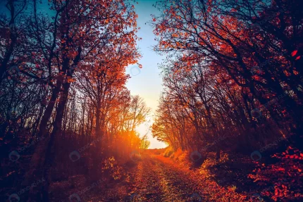 road majestic colorful forest sunset red autumn l crc8f0f6fa7 size10.58mb 3500x2333 - title:graphic home - اورچین فایل - format: - sku: - keywords: p_id:353984