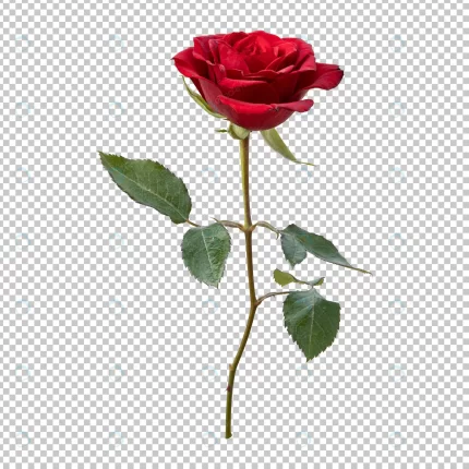 rose flower stem isolated rendering crc0e9b51df size25.75mb - title:graphic home - اورچین فایل - format: - sku: - keywords: p_id:353984
