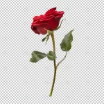 rose flower stem isolated rendering 2 crc3c40c1a7 size23.19mb - title:Home - اورچین فایل - format: - sku: - keywords:وکتور,موکاپ,افکت متنی,پروژه افترافکت p_id:63922