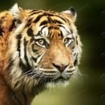 selective focus shot bengal tiger face crc5c4bb3fb size16.75mb 4670x3306 1 - title:Home - اورچین فایل - format: - sku: - keywords:وکتور,موکاپ,افکت متنی,پروژه افترافکت p_id:63922