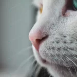 selective focus shot nose white cat with blue yel crcc99b04cc size13.41mb 6000x4000 - title:Home - اورچین فایل - format: - sku: - keywords:وکتور,موکاپ,افکت متنی,پروژه افترافکت p_id:63922
