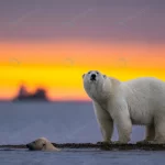 - selective focus shot polar bear sunset crc2d42af35 size7.85mb 5909x3633 1 - Home