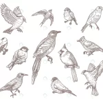 set bird species engraved sketches illustration crcac0f98e8 size5.50mb - title:Home - اورچین فایل - format: - sku: - keywords:وکتور,موکاپ,افکت متنی,پروژه افترافکت p_id:63922