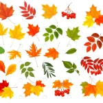 set colorful autumn leaves crcb1bafc4b size14.06mb - title:Home - اورچین فایل - format: - sku: - keywords:وکتور,موکاپ,افکت متنی,پروژه افترافکت p_id:63922