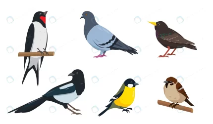 set different city birds illustrations designs wh crc94779748 size0.67mb 1 - title:graphic home - اورچین فایل - format: - sku: - keywords: p_id:353984