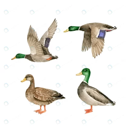 set vector watercolor wild birds geese ducks crcaf438bc8 size5.34mb - title:graphic home - اورچین فایل - format: - sku: - keywords: p_id:353984