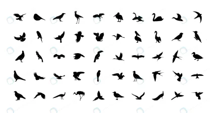 set wild birds templates black icons isolated crc6fb7841b size0.74mb - title:graphic home - اورچین فایل - format: - sku: - keywords: p_id:353984