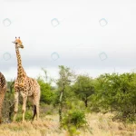 shot two cute tall giraffes safari south africa crc0dc670c9 size11.26mb 4050x2286 - title:Home - اورچین فایل - format: - sku: - keywords:وکتور,موکاپ,افکت متنی,پروژه افترافکت p_id:63922