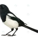 side view common magpie pica pica isolated white crc7330a48a size3.92mb 6490x3957 - title:Home - اورچین فایل - format: - sku: - keywords:وکتور,موکاپ,افکت متنی,پروژه افترافکت p_id:63922