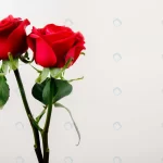 side view red color roses isolated white backgrou crc23b25eae size6.13mb 6240x4160 - title:Home - اورچین فایل - format: - sku: - keywords:وکتور,موکاپ,افکت متنی,پروژه افترافکت p_id:63922