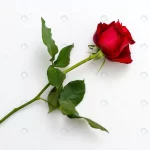 single beautiful red rose white crc4551ba8e size4.71mb 4608x3456 - title:Home - اورچین فایل - format: - sku: - keywords:وکتور,موکاپ,افکت متنی,پروژه افترافکت p_id:63922