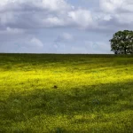 - single tree large green field white fluffy clouds crcfba60bf2 size21.69mb 5184x3456 - Home