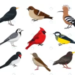 small songbirds collection sparrow tit thrush swa crcdcf7faa6 size0.81mb - title:Home - اورچین فایل - format: - sku: - keywords:وکتور,موکاپ,افکت متنی,پروژه افترافکت p_id:63922