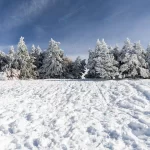 - snowed pine treer ski resort sierra nevada crc4b613591 size14.88mb 6000x4000 - Home