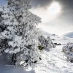 - snowed pine treer ski resort sierra nevada crc7f40b57f size16.54mb 6000x4000 - Home