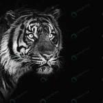 sumatran tiger black background remixed from phot crcee1963f9 size1.42mb 3001x2001 - title:Home - اورچین فایل - format: - sku: - keywords:وکتور,موکاپ,افکت متنی,پروژه افترافکت p_id:63922