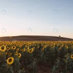 sun shining field with beautiful sunflowers crcab431623 size4.82mb 5914x3327 1 - title:Home - اورچین فایل - format: - sku: - keywords:وکتور,موکاپ,افکت متنی,پروژه افترافکت p_id:63922