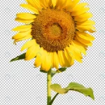 sunflower flower isoleated transparency backgroun crc9f63765e size37.43mb - title:Home - اورچین فایل - format: - sku: - keywords:وکتور,موکاپ,افکت متنی,پروژه افترافکت p_id:63922