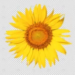 sunflower flower isoleated transparency backgroun crca74e34ca size28.48mb - title:Home - اورچین فایل - format: - sku: - keywords:وکتور,موکاپ,افکت متنی,پروژه افترافکت p_id:63922